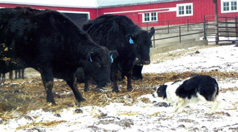 How to Train a Cattle Herding Dog