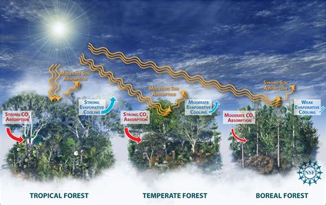 “Epidemiological” Study Demonstrates Climate Change Effects On Forests ...