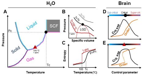 First and second order phase transitions. (A) Schematic drawing of... | Download Scientific Diagram