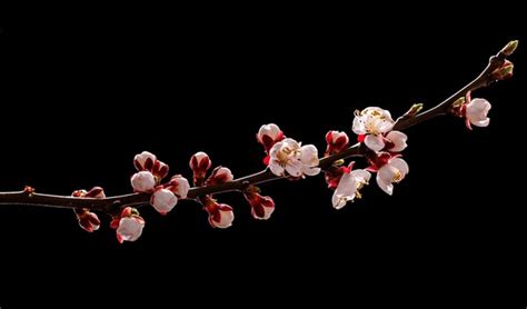 Dark Cherry Blossom Royalty-Free Images, Stock Photos & Pictures | Shutterstock