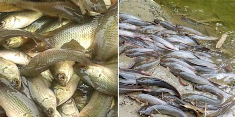 Types of Fish Farming Methods and Systems In India | Agri Farming