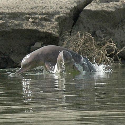 Indus river dolphin - Whale & Dolphin Conservation USA