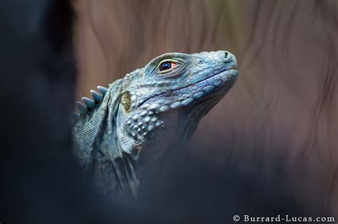 Wildlife of the Cayman Islands - Will Burrard-Lucas Blog