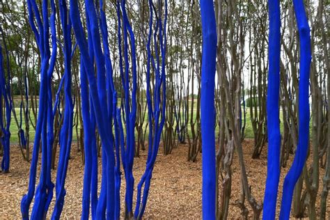 Blue Trees | Houstonia