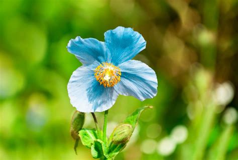 How to Grow and Care for Blue Poppy