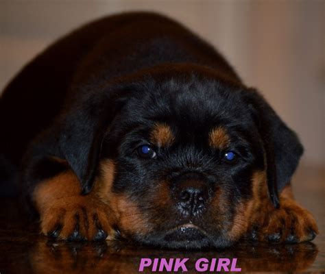 Rottweiler Puppies For Sale | Houston, TX #318927