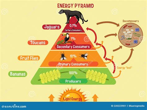 Energy Pyramid Vector Illustration. Labeled Biomass Representation Graphic. | CartoonDealer.com ...