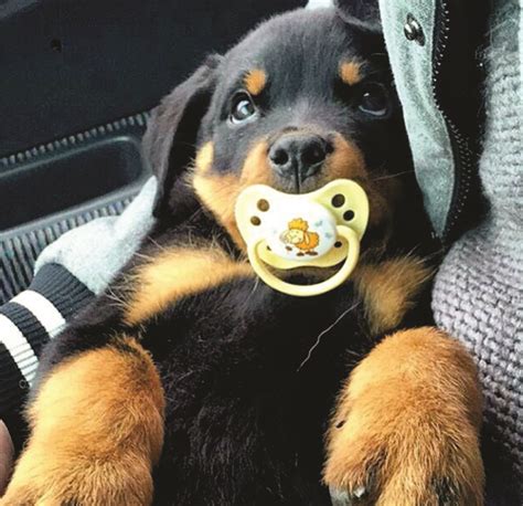 Pin by Luie's paws on DOG :: Rottweilers | Baby rottweiler, Cute baby animals, Rottweiler puppies