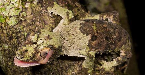 Mossy Leaf Tailed Gecko Facts and Pictures