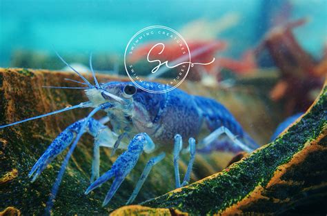 Electric Blue Crayfish: Essential Care Tips & Fascinating Facts