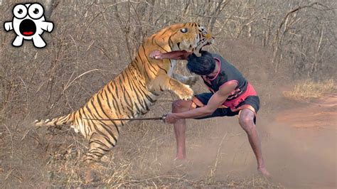 Tiger Vs Human with Sword - Who do you think Wins? | Simply Amazing Stuff