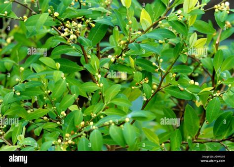 coca plant (Erythroxylon novogranatense, Erythroxylum novogranatense), twigs Stock Photo - Alamy