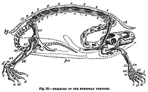 Abaculi: Skeleton of the Tortoise (1855)