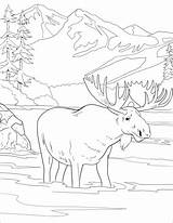 Moose coloring Page  Free Printable Coloring Pages sketch template