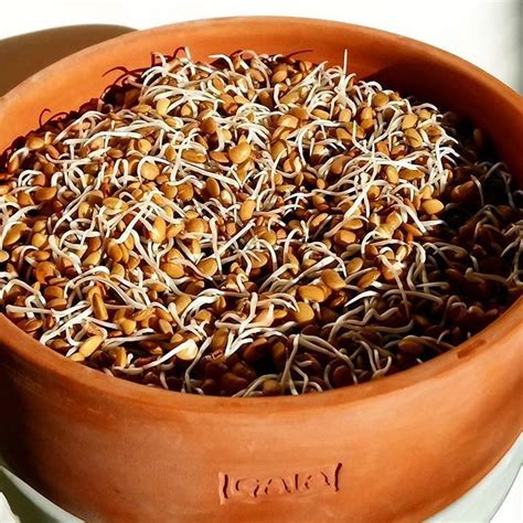 Horse Gram sprouts look like little flat beans. Little harder to chew but with very nice gentle ...