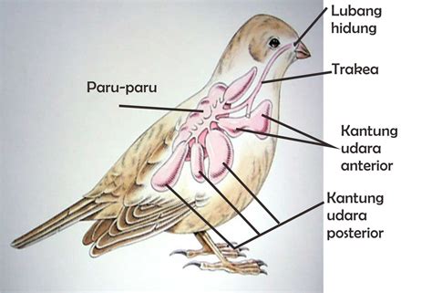 Fungsi Burung - Homecare24