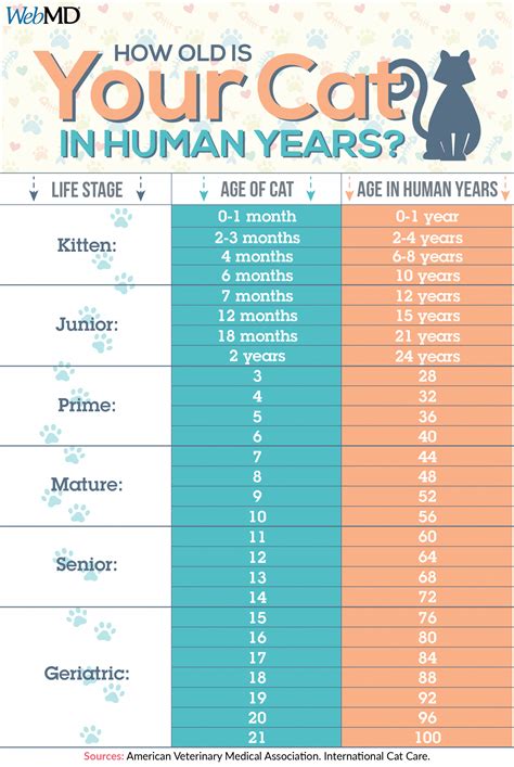 How old is your cat in human years? 🐱 Use this chart to calculate your ...