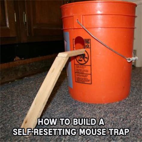 How To Build A Self-Resetting Mouse Trap | Mouse traps, Bucket mouse trap, Pest control