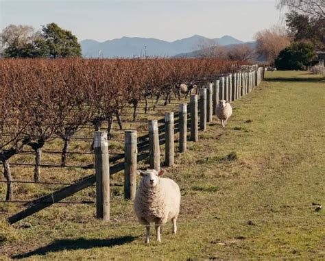 Best Wineries in Blenheim [+Options for Lunch]