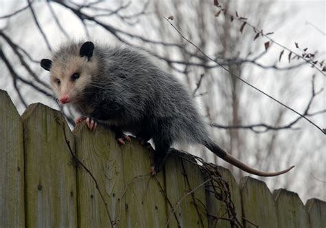 I opened a brushtail possum restaurant on my back deck : pics