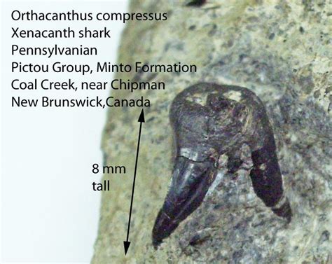 Orthacanthus compressus - Members Gallery - The Fossil Forum