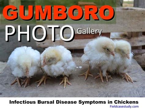 Gumboro diseases, infectious bursal disease symptoms in chickens