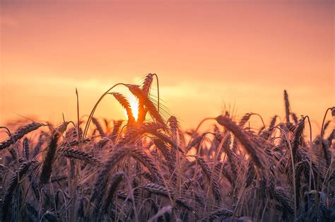 2560x1700 Cornfield Sunset Chromebook Pixel , Backgrounds, and, corn ...