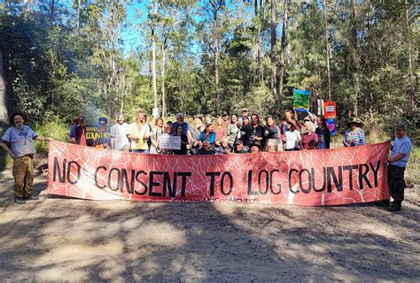 Greens calling for logging of koala hubs to stop as Bulga Forest camp sets up – The Echo