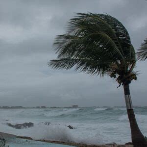 Palm tree with ocean in the background big waves from tropical storm ...