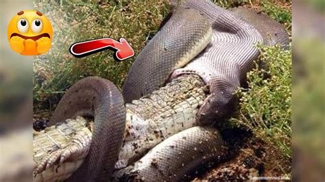 Anaconda VS Crocodile Who Would Win 🔥 Animal Face-Off - YouTube