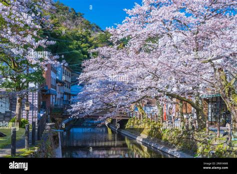 Kinosaki Hot Spring and Cherry blossoms Stock Photo - Alamy