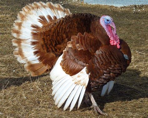 Ayam Kalkun Bourbon Red Raising Turkeys, Raising Chickens, Farm Animals ...