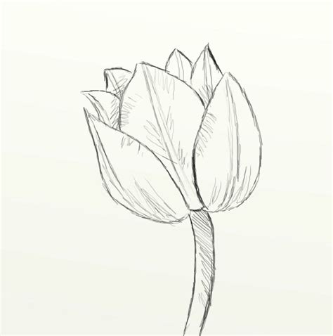 How to Draw a Beautiful Tulip (in Seven Simple Steps) - FeltMagnet