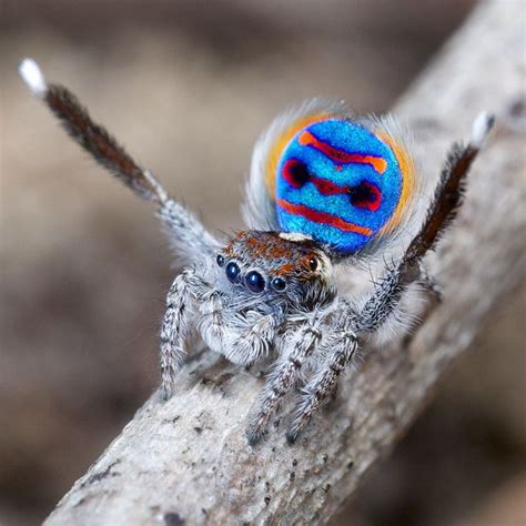 44 best Australian Spiders images on Pinterest | Insects, Spiders and ...