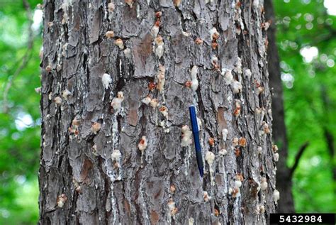 Southern Pine Beetle - Insect Damage | Mississippi Forestry Commission