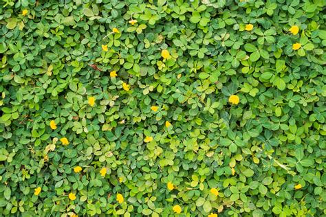 Pinto Peanut or Arachis pintoi with green leaves and yellow flower in the garden field top view ...