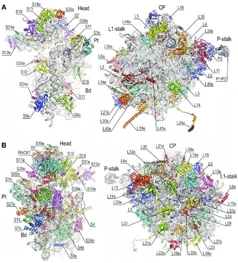 Architecture of the 80S ribosome. (A) Interface or "front" view of the... | Download Scientific ...