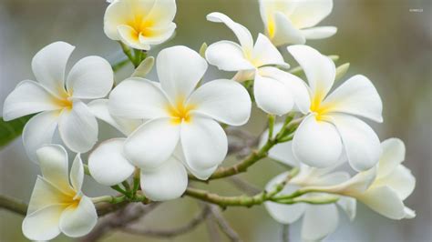 White plumeria [2] wallpaper - Flower wallpapers - #34703