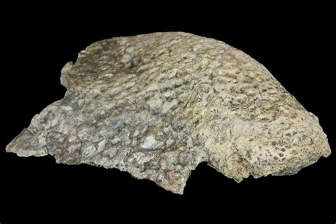 4.6" Permian Amphibian (Eryops) Fossil Premaxillary - Texas (#155163) For Sale - FossilEra.com