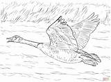 Canada Goose In Flight coloring page  Free Printable Coloring Pages sketch template