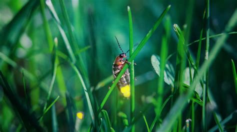 Turn Your Backyard Into A Certified Firefly Habitat