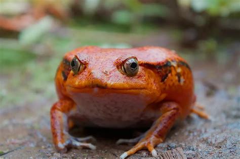 7 Tomato Frog Care Facts. Are They Good as Pets? | ExoPetGuides