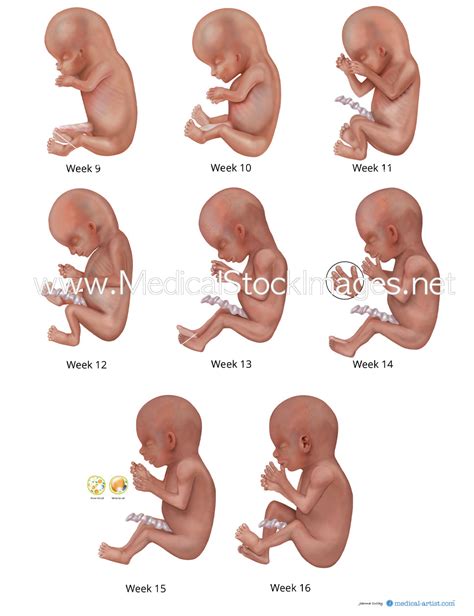 Fetal Development from Week 9 to 16. The resulting new born with an ...