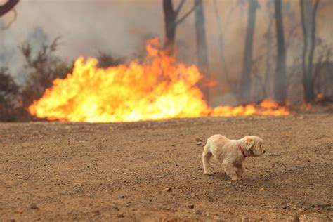 Australia's Wildfires Have Killed More Than 1 Billion Animals