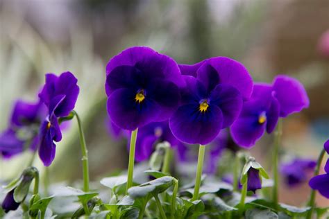 How and When to Plant Winter Pansies | BBC Gardeners World Magazine