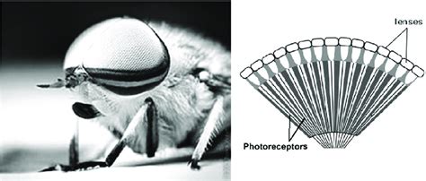 1 Anatomy and structure of compound eyes of insects. | Download ...