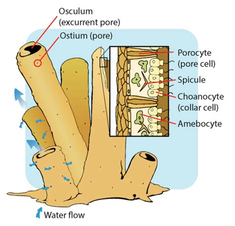 Terumbu Karang (Porifera), Hewan atau Tumbuhan? 70