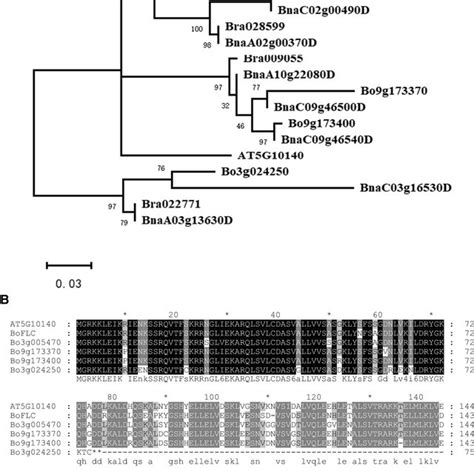 Sequence analysis of FLC homologs in Brassicaceae. A Phylogenetic tree... | Download Scientific ...