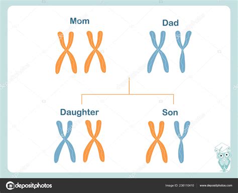 Esquema Cómo Transmiten Los Cromosomas Definición Cromosómica Hembra Macho Ilustración vector ...