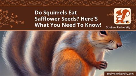 Do Squirrels Eat Safflower Seeds? Here's What You Need to Know ...